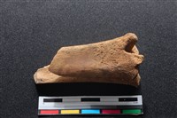 梅花鹿骨藏品圖，第1張