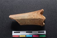 梅花鹿骨藏品圖，第2張