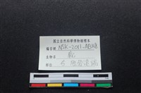 梅花鹿骨藏品圖，第3張