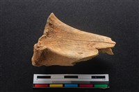 梅花鹿骨藏品圖，第1張