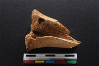 梅花鹿骨藏品圖，第2張