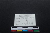 梅花鹿骨藏品圖，第3張