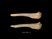 梅花鹿骨藏品圖，第2張