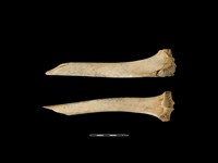 梅花鹿骨藏品圖，第1張