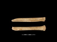 梅花鹿骨藏品圖，第1張