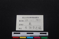 梅花鹿骨藏品圖，第4張