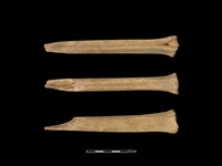 梅花鹿骨藏品圖，第1張