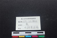 梅花鹿骨藏品圖，第4張