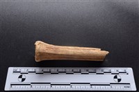 梅花鹿骨藏品圖，第1張