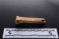 梅花鹿骨藏品圖，第2張