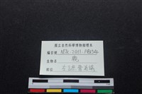 梅花鹿骨藏品圖，第3張