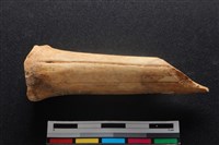 梅花鹿骨藏品圖，第1張