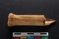 梅花鹿骨藏品圖，第2張