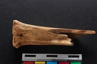 梅花鹿骨藏品圖，第3張