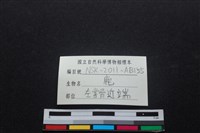 梅花鹿骨藏品圖，第4張