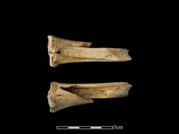 梅花鹿骨藏品圖，第2張