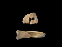 梅花鹿骨藏品圖，第1張