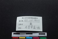 梅花鹿骨藏品圖，第3張