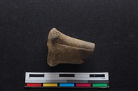 梅花鹿骨藏品圖，第1張