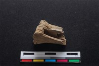 梅花鹿骨藏品圖，第2張