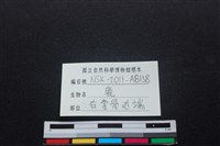 梅花鹿骨藏品圖，第3張