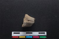 梅花鹿骨藏品圖，第1張