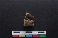 梅花鹿骨藏品圖，第2張