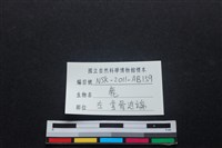 梅花鹿骨藏品圖，第3張