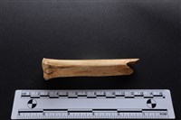 梅花鹿骨藏品圖，第1張