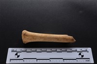 梅花鹿骨藏品圖，第2張