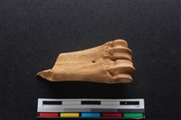 梅花鹿骨藏品圖，第1張