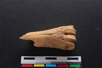 梅花鹿骨藏品圖，第2張