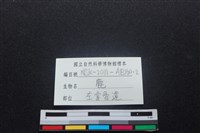 梅花鹿骨藏品圖，第3張