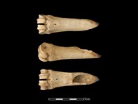 梅花鹿骨藏品圖，第1張