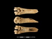 梅花鹿骨藏品圖，第1張