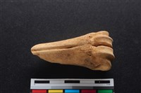 梅花鹿骨藏品圖，第1張