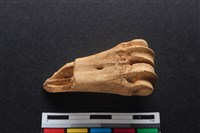 梅花鹿骨藏品圖，第2張