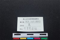 梅花鹿骨藏品圖，第3張