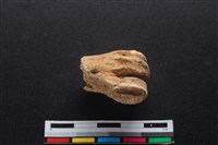 梅花鹿骨藏品圖，第1張