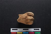 梅花鹿骨藏品圖，第2張