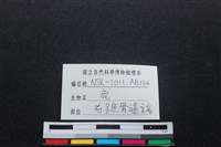 梅花鹿骨藏品圖，第3張