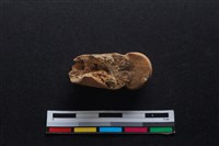 梅花鹿骨藏品圖，第1張