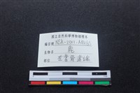 梅花鹿骨藏品圖，第2張