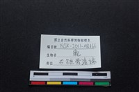 梅花鹿骨藏品圖，第3張