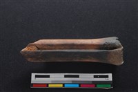 梅花鹿骨藏品圖，第1張