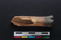 梅花鹿骨藏品圖，第2張