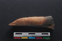 梅花鹿骨藏品圖，第3張