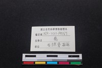 梅花鹿骨藏品圖，第4張