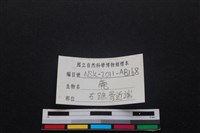 梅花鹿骨藏品圖，第4張