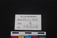 梅花鹿骨藏品圖，第4張
